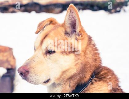 Nahaufnahme eines gelben und orangefarbenen Husky-Schlittenhundes aus Alaska, der im Zwinger ruht. Stockfoto