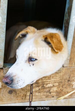 Nahaufnahme eines blauäugigen Husky-Schlittenhundes aus Alaska. Stockfoto