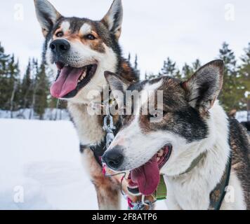 Glückliche Schlittenhunde an einem kalten Wintertag. Stockfoto