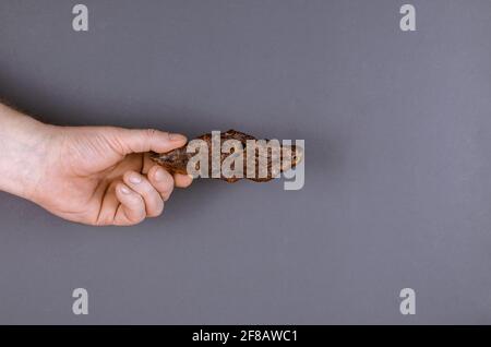 Hand mit Hundefutter auf grauem Hintergrund. Der Mann hält ein Stück getrocknete Rinderlunge in der Hand. Natürliche Kaufreuden für Haustiere. Haustierbedarf. Seitenansicht. Stockfoto