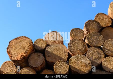 Holzfällerhof mit Haufen von gefällten Bäumen oder Baumstämmen mit Querschnitt, Holzstapel in der Nähe eines Waldes, Entwaldung in Westerwald, Deutschland, Europa Stockfoto