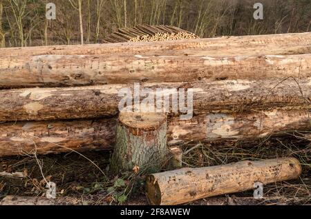 Holzfällerhof mit Haufen von gefällten Bäumen oder Baumstämmen mit Querschnitt, Holzstapel in der Nähe eines Waldes, Entwaldung in Westerwald, Deutschland, Europa Stockfoto