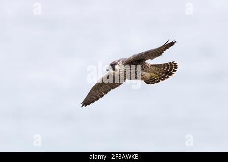 Juveniler Peregrine Falke (Falco peregrinus) im Flug. North Cliffs, Cornwall. Stockfoto