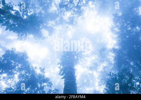 Bodenansicht des alten tropischen Waldes in blau nebliger, mystischer Form von wilden Bäumen in nebligen, Laubpflanzen, die im Stamm und in Ästen von Bäumen wachsen. Stockfoto