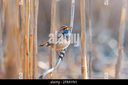 Bluethroat singt an einem schönen Morgen ein Lied Stockfoto