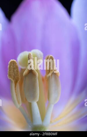 Makrofoto des Stempelpunktes und der Staubgefäße in einer violetten Tulpe mit Fokus auf den vorderen Staubgefäßen. Geringe Schärfentiefe, schwarzer Hintergrund Stockfoto