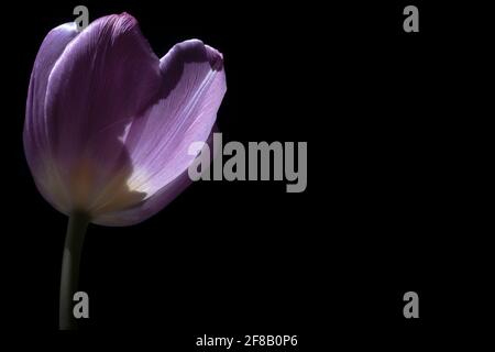 Wunderschön violette Tulpe steigt aus einem schwarzen Hintergrund. Konzentrieren Sie sich auf die Blütenblätter, enge Schärfentiefe. Horizontales Foto Stockfoto