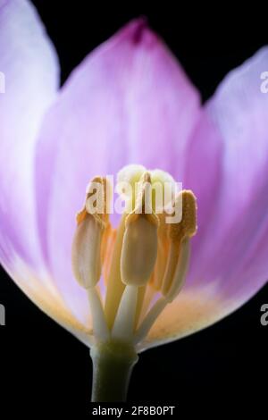 Makrofoto des Stempelpunktes und der Staubgefäße in einer violetten Tulpe mit Fokus auf den vorderen Staubgefäßen. Geringe Schärfentiefe, schwarzer Hintergrund Stockfoto