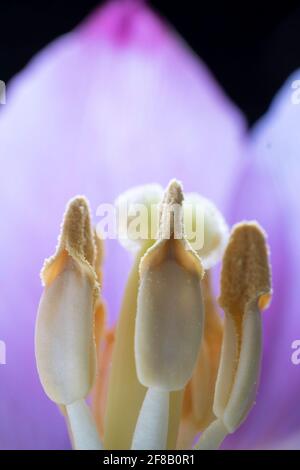 Makrofoto des Stempelpunktes und der Staubgefäße in einer violetten Tulpe mit Fokus auf den vorderen Staubgefäßen. Geringe Schärfentiefe, schwarzer Hintergrund Stockfoto