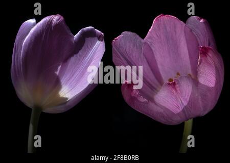 Zwei wunderschön violette Tulpen erheben sich von einem schwarzen Hintergrund. Konzentrieren Sie sich auf die Blütenblätter, enge Schärfentiefe Stockfoto