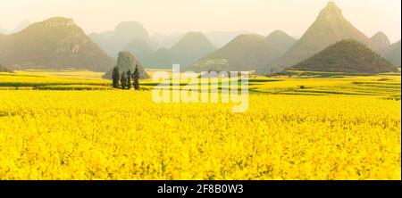 Farbenfrohe Landschaft mit Senfblumen Felder im Frühling, blühende gelbe Senfblumen im Tal bei Sonnenaufgang. Land in Südchina. Stockfoto