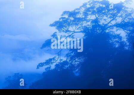 Das großartige banyan in einem blau-nebligen Wald, fantastische Äste und Zweige des großen banyan-Baumes am regnerischen Morgen, Khao Yai National Park, Thailand. Stockfoto