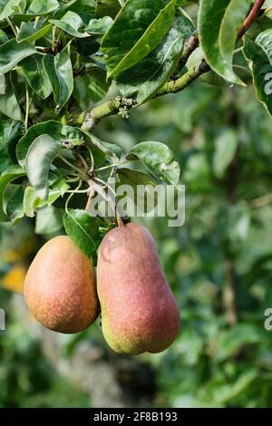 Forelle Birnen. Pyrus communis 'Forelle'. Reife Dessertbirnen wachsen auf dem Baum Stockfoto