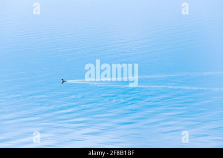 Ein kleiner Kormoran, der am Wintermorgen im blauen See schwimmt, ein ruhiger tropischer See mit sanften Wellen. Bang Phra Reservoir, Thailand. Stockfoto