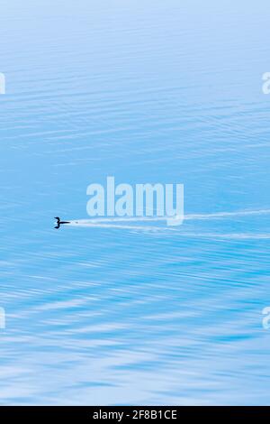 Ein kleiner Kormoran, der am Wintermorgen im blauen See schwimmt, ein ruhiger tropischer See mit sanften Wellen. Bang Phra Reservoir, Thailand. Stockfoto