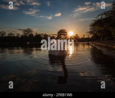 Eine romantische Szene mit Sonnenuntergang und Sonnenlicht, die einen Schwanensee in einem Londoner Park erhellt. Stockfoto