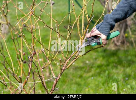 Gärtner beschneiden Rosensträucher im Frühjahr Stockfoto