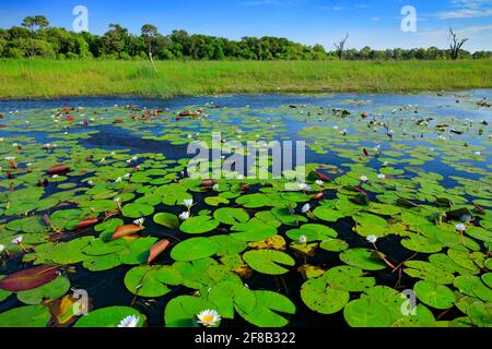 Afrikanische Landschaft, Seerose mit grünen Blättern an der Wasseroberfläche mit blauem Himmel, Okavango Delta, Moremi, Botswana. Fluss und grüne Vegetation durin Stockfoto