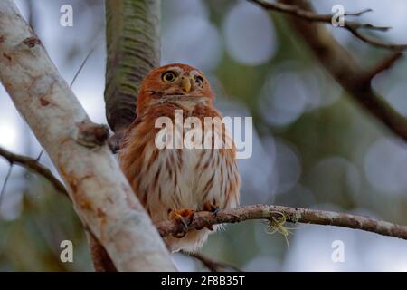 Glaucidium brasilianum, Ferruginous Pygmäenkeule, kleine Eule in der Natur Lebensraum, sitzt auf dem grünen Baum Zweig, Wald im Hintergrund, Costa Ric Stockfoto