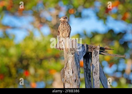 Crested Caracara, Greifvogel auf dem Tre-Stamm, Tarcoles River in Costa Rica. Tier mit schönen Wald Hintergrund. Stockfoto