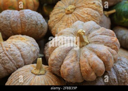 Verschiedene Sorten von Kürbissen auf dem Farmer's Market Stockfoto