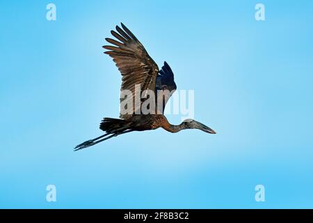 Afrikanischer Openbill, Anastomus lamelligerus, schwarzer großer afrikanischer Storch. Vogel mit ungewöhnlichen Schnabel nützlich, um Schnecken in typischen Feuchtgebieten zu extrahieren. A Stockfoto