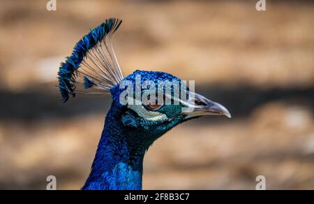 Nahaufnahme eines blauen männlichen Pfaus oder Pfauens, der nur Kopf und Hals mit einem verschwommenen Hintergrund zeigt. Stockfoto