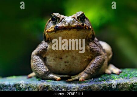 Rohrkröte, Rhinella Marina, großer Frosch aus Costa Rica. Gesicht Porträt von großen Amphibien in der Natur Lebensraum. Tier im Tropenwald. Wildlife sc Stockfoto