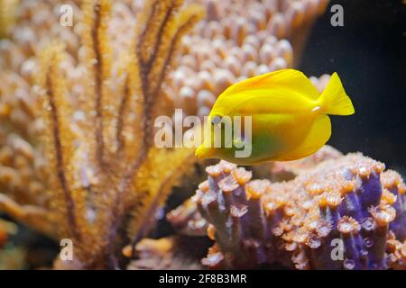Zebrasoma flavenscens, Yellow tang Reef Fish, aus dem Pazifik und dem Indischen Ozean. Natur Wasser Lebensraum. Wasser mit schönen gelben Tier im Meerwasser. Stockfoto