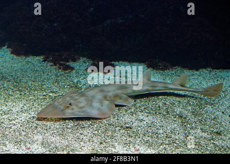 Schaufelnase guitarfish, Rhinobatos productus, ray in der Familie Rhinobatidae, im Meerwasser Lebensraum. Grauer Fisch im Ozeam. Thailändische Sprache allgemein n Stockfoto