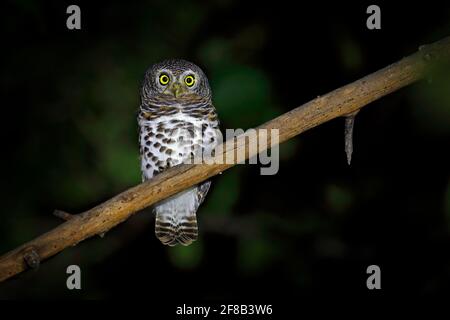 African barred owlet, Glaucidium capense, Vogel in der Natur Lebensraum in Botswana. Eule im Nachtwald. Tier, das im Dunkeln auf dem Ast sitzt Stockfoto