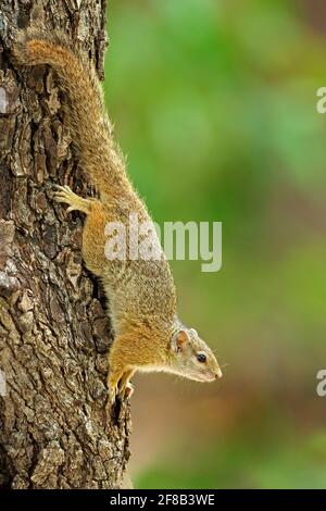 Baumhörnchen, Paraxerus cepapi chobiensis, Detail eines exotischen afrikanischen Kleinsäugers auf dem Baum. Okavango-Delta, Botswana, Afrika. Stockfoto