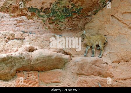 Junger Steinbock, Capra Steinbock, mit riesigen Hörnern und Felsen im Hintergrund, versteckt in einem Felsenhabitat, Frankreich. Wildlife-Szene aus der Natur. Das Junge vom Berg Stockfoto