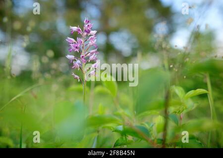 Orchis militaris, militärische Orchidee, blühende europäische terrestrische Wildorchidee im Naturlebensraum, Detail der Blüte, grüner klarer Hintergrund, Deutschland. Pin Stockfoto