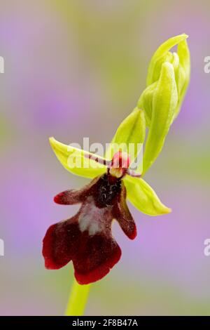 Fliegenorchidee, Ophrys insectifera, blühende europäische terrestrische Wildorchidee in Naturlebensraum, Detail der Blüte, grüner klarer Hintergrund, Tschechische Republik. Stockfoto