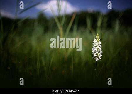 Weiße Orchidee auf der Wiese. Uropäische terrestrische Wildblume in Naturlebensraum, Detail der Blüte, grüner klarer Hintergrund, Tschechische Republik, Frühlingstag. Stockfoto