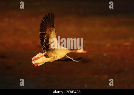 Graugans, Anser anser, fliegender Vogel im Naturlebensraum, Actionszene mit offenen Flügeln, Schweden. Vogel im Flug, See mit Gras im Hintergrund. Stockfoto