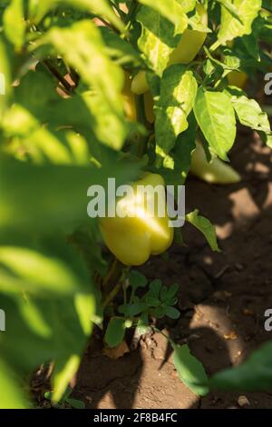 Grüner süßer Paprika aus der Nähe wächst im Garten oder Gewächshaus. Ernte von Gemüse aus eigener Produktion. Grüne Blätter, Lebensmittelhintergrund. J Stockfoto