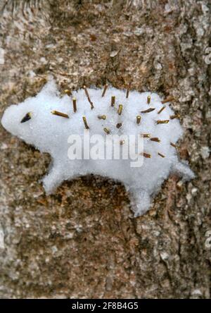 Kreativer Ansatz für Kinder. Die Kinder steckten eine Schneegucke eines Igels auf einen Baum (wie ein Hochrelief) Stockfoto