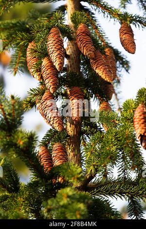 Waldwissenschaft, Silvika. Europäische Fichte, Fichte (Picea excelsa). Reife Zapfen im Herbst. Nordwesten Europas Stockfoto