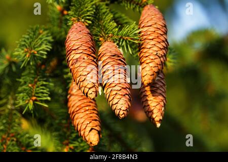 Waldwissenschaft, Silvika. Europäische Fichte, Fichte (Picea excelsa). Reife Zapfen im Herbst. Nordwesten Europas Stockfoto