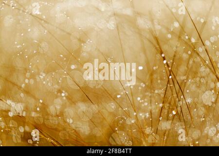 Sonnenaufgang im Gras mit weißem Frostwasser. Kunstansicht auf die Natur. Neblige Wiese am Morgen mit Sonne. Blendlicht mit natürlichem Bokeh, sonniger Frühlingstag. Stockfoto