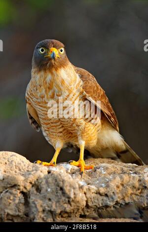 Straßenfalke, Rupornis magnirostris, Vogel am Baum, Pantanal, Brasilien, Wildlife scene from Tropic Forest. Wald im Hintergrund. Hawk im Lebensraum Stockfoto