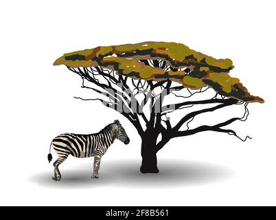 ETHNISCHER TREND. GEMÄLDE IM AFRIKANISCHEN STIL. zebra in der Savanne. Afrikanisches Tier auf weißem Hintergrund isoliert. Vektorgrafik. Stock Vektor