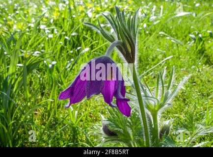 Pasque Blume (Pulsatilla vulgaris ), blühend, Bayern, Deutschland, Europa Stockfoto