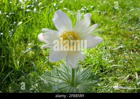 Weiß blühende Pasque Blume, Pulsatilla vulgaris, Alba, Bayern, Deutschland, Europa Stockfoto