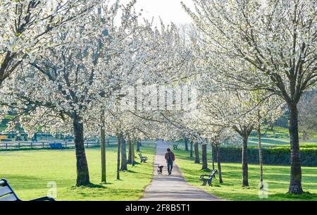 Brighton UK 13. April 2021 - EIN Hundespaziergang führt an einem schönen sonnigen Morgen durch eine Allee der Frühlingsblüte im Hove Park in Brighton, wo das Wetter in den nächsten Tagen trocken und wärmer bleiben wird : Credit Simon Dack / Alamy Live News Stockfoto