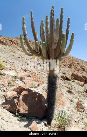 Kaktus in Wüstenlandschaft bei Cerro Blanco, Nazca, Peru Stockfoto