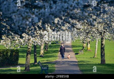 Brighton UK 13. April 2021 - EIN Hundespaziergang führt an einem schönen sonnigen Morgen durch eine Allee der Frühlingsblüte im Hove Park in Brighton, wo das Wetter in den nächsten Tagen trocken und wärmer bleiben wird : Credit Simon Dack / Alamy Live News Stockfoto