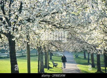 Brighton UK 13. April 2021 - EIN Spaziergänger fährt an einem schönen sonnigen Morgen durch eine Allee der Frühlingsblüte im Hove Park in Brighton, wo das Wetter in den nächsten Tagen trocken bleiben und wärmer werden wird : Credit Simon Dack / Alamy Live News Stockfoto